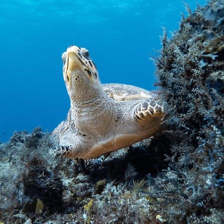 Hotel Puerto Libre Cozumel Ngoại thất bức ảnh